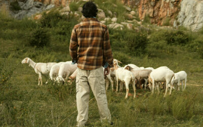 The Bear House’s Safari Edit